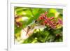 Adult Male Xantus's Hummingbird (Hylocharis Xantusii), Todos Santos, Baja California Sur-Michael Nolan-Framed Premium Photographic Print