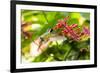 Adult Male Xantus's Hummingbird (Hylocharis Xantusii), Todos Santos, Baja California Sur-Michael Nolan-Framed Premium Photographic Print