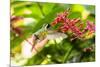 Adult Male Xantus's Hummingbird (Hylocharis Xantusii), Todos Santos, Baja California Sur-Michael Nolan-Mounted Premium Photographic Print