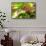 Adult Male Xantus's Hummingbird (Hylocharis Xantusii), Todos Santos, Baja California Sur-Michael Nolan-Framed Stretched Canvas displayed on a wall