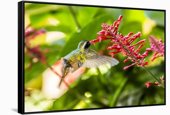 Adult Male Xantus's Hummingbird (Hylocharis Xantusii), Todos Santos, Baja California Sur-Michael Nolan-Framed Stretched Canvas