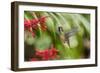 Adult Male Xantus's Hummingbird (Hylocharis Xantusii), Todos Santos, Baja California Sur-Michael Nolan-Framed Photographic Print