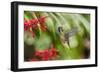 Adult Male Xantus's Hummingbird (Hylocharis Xantusii), Todos Santos, Baja California Sur-Michael Nolan-Framed Photographic Print