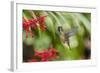 Adult Male Xantus's Hummingbird (Hylocharis Xantusii), Todos Santos, Baja California Sur-Michael Nolan-Framed Photographic Print