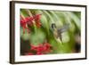 Adult Male Xantus's Hummingbird (Hylocharis Xantusii), Todos Santos, Baja California Sur-Michael Nolan-Framed Photographic Print