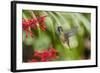 Adult Male Xantus's Hummingbird (Hylocharis Xantusii), Todos Santos, Baja California Sur-Michael Nolan-Framed Photographic Print