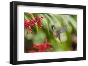 Adult Male Xantus's Hummingbird (Hylocharis Xantusii), Todos Santos, Baja California Sur-Michael Nolan-Framed Photographic Print