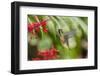 Adult Male Xantus's Hummingbird (Hylocharis Xantusii), Todos Santos, Baja California Sur-Michael Nolan-Framed Photographic Print