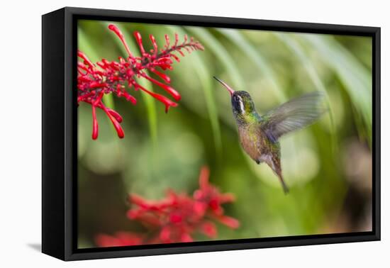 Adult Male Xantus's Hummingbird (Hylocharis Xantusii), Todos Santos, Baja California Sur-Michael Nolan-Framed Stretched Canvas