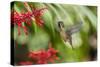 Adult Male Xantus's Hummingbird (Hylocharis Xantusii), Todos Santos, Baja California Sur-Michael Nolan-Stretched Canvas