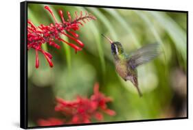 Adult Male Xantus's Hummingbird (Hylocharis Xantusii), Todos Santos, Baja California Sur-Michael Nolan-Framed Stretched Canvas