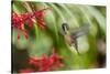 Adult Male Xantus's Hummingbird (Hylocharis Xantusii), Todos Santos, Baja California Sur-Michael Nolan-Stretched Canvas