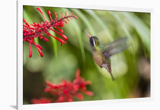 Adult Male Xantus's Hummingbird (Hylocharis Xantusii), Todos Santos, Baja California Sur-Michael Nolan-Framed Photographic Print