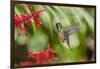 Adult Male Xantus's Hummingbird (Hylocharis Xantusii), Todos Santos, Baja California Sur-Michael Nolan-Framed Photographic Print