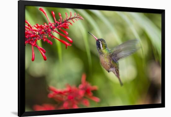 Adult Male Xantus's Hummingbird (Hylocharis Xantusii), Todos Santos, Baja California Sur-Michael Nolan-Framed Photographic Print