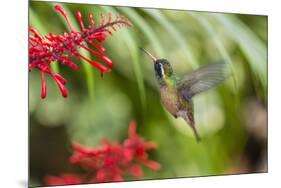 Adult Male Xantus's Hummingbird (Hylocharis Xantusii), Todos Santos, Baja California Sur-Michael Nolan-Mounted Premium Photographic Print