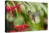 Adult Male Xantus's Hummingbird (Hylocharis Xantusii), Todos Santos, Baja California Sur-Michael Nolan-Stretched Canvas