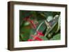 Adult Male Xantus's Hummingbird (Hylocharis Xantusii), Todos Santos, Baja California Sur-Michael Nolan-Framed Photographic Print