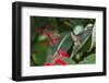 Adult Male Xantus's Hummingbird (Hylocharis Xantusii), Todos Santos, Baja California Sur-Michael Nolan-Framed Photographic Print