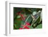 Adult Male Xantus's Hummingbird (Hylocharis Xantusii), Todos Santos, Baja California Sur-Michael Nolan-Framed Photographic Print