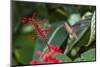 Adult Male Xantus's Hummingbird (Hylocharis Xantusii), Todos Santos, Baja California Sur-Michael Nolan-Mounted Photographic Print