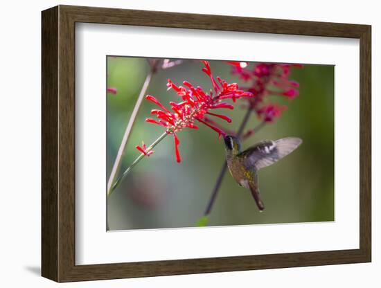 Adult Male Xantus's Hummingbird (Hylocharis Xantusii), Todos Santos, Baja California Sur-Michael Nolan-Framed Photographic Print