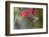 Adult Male Xantus's Hummingbird (Hylocharis Xantusii), Todos Santos, Baja California Sur-Michael Nolan-Framed Photographic Print