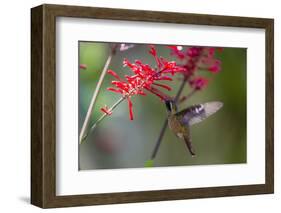 Adult Male Xantus's Hummingbird (Hylocharis Xantusii), Todos Santos, Baja California Sur-Michael Nolan-Framed Photographic Print