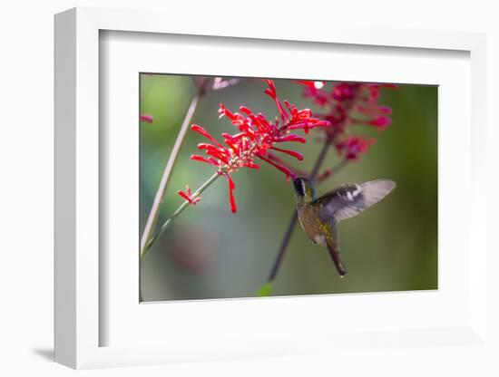 Adult Male Xantus's Hummingbird (Hylocharis Xantusii), Todos Santos, Baja California Sur-Michael Nolan-Framed Photographic Print