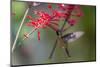 Adult Male Xantus's Hummingbird (Hylocharis Xantusii), Todos Santos, Baja California Sur-Michael Nolan-Mounted Photographic Print