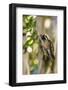 Adult Male Xantus's Hummingbird (Hylocharis Xantusii), Todos Santos, Baja California Sur-Michael Nolan-Framed Photographic Print