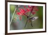 Adult Male Xantus's Hummingbird (Hylocharis Xantusii), Todos Santos, Baja California Sur-Michael Nolan-Framed Photographic Print