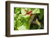 Adult Male Xantus's Hummingbird (Hylocharis Xantusii), Todos Santos, Baja California Sur-Michael Nolan-Framed Photographic Print