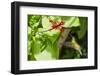 Adult Male Xantus's Hummingbird (Hylocharis Xantusii), Todos Santos, Baja California Sur-Michael Nolan-Framed Photographic Print