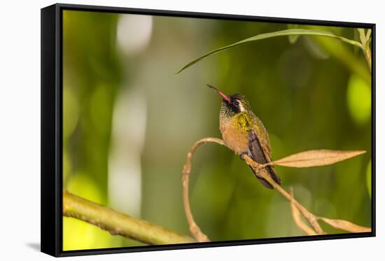 Adult Male Xantus's Hummingbird (Hylocharis Xantusii), Todos Santos, Baja California Sur-Michael Nolan-Framed Stretched Canvas