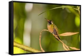 Adult Male Xantus's Hummingbird (Hylocharis Xantusii), Todos Santos, Baja California Sur-Michael Nolan-Framed Stretched Canvas