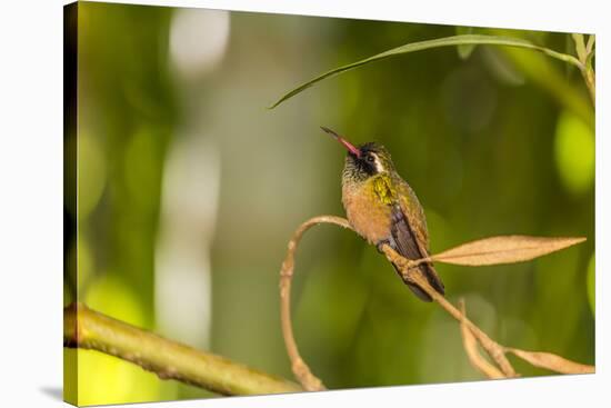Adult Male Xantus's Hummingbird (Hylocharis Xantusii), Todos Santos, Baja California Sur-Michael Nolan-Stretched Canvas