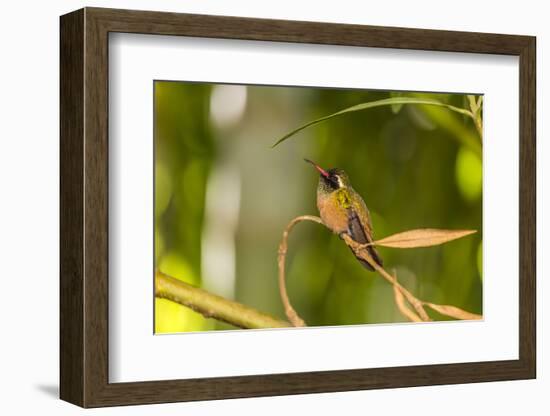 Adult Male Xantus's Hummingbird (Hylocharis Xantusii), Todos Santos, Baja California Sur-Michael Nolan-Framed Photographic Print