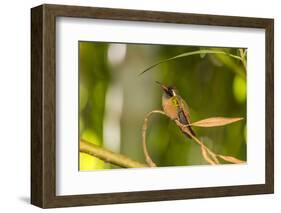 Adult Male Xantus's Hummingbird (Hylocharis Xantusii), Todos Santos, Baja California Sur-Michael Nolan-Framed Photographic Print