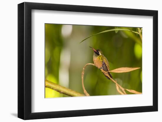 Adult Male Xantus's Hummingbird (Hylocharis Xantusii), Todos Santos, Baja California Sur-Michael Nolan-Framed Photographic Print