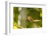 Adult Male Xantus's Hummingbird (Hylocharis Xantusii), Todos Santos, Baja California Sur-Michael Nolan-Framed Photographic Print