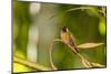 Adult Male Xantus's Hummingbird (Hylocharis Xantusii), Todos Santos, Baja California Sur-Michael Nolan-Mounted Photographic Print