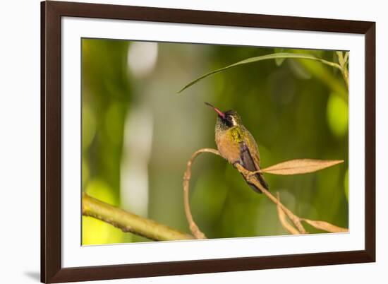 Adult Male Xantus's Hummingbird (Hylocharis Xantusii), Todos Santos, Baja California Sur-Michael Nolan-Framed Photographic Print