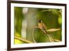 Adult Male Xantus's Hummingbird (Hylocharis Xantusii), Todos Santos, Baja California Sur-Michael Nolan-Framed Photographic Print