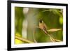 Adult Male Xantus's Hummingbird (Hylocharis Xantusii), Todos Santos, Baja California Sur-Michael Nolan-Framed Photographic Print