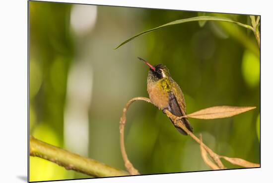 Adult Male Xantus's Hummingbird (Hylocharis Xantusii), Todos Santos, Baja California Sur-Michael Nolan-Mounted Photographic Print