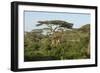 Adult Masai Giraffe Walks Through Green Shrubs and Acacia Trees-James Heupel-Framed Photographic Print