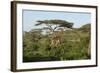 Adult Masai Giraffe Walks Through Green Shrubs and Acacia Trees-James Heupel-Framed Photographic Print