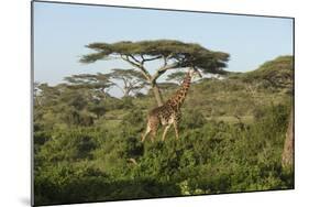 Adult Masai Giraffe Walks Through Green Shrubs and Acacia Trees-James Heupel-Mounted Photographic Print