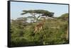 Adult Masai Giraffe Walks Through Green Shrubs and Acacia Trees-James Heupel-Framed Stretched Canvas